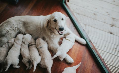 Suka Golden Retriever z miotem.