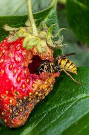 osa pospolita vespula vulgaris jedząca dojrzałe truskawki ogrodowe fragariax ananassa i rujnujące uprawę zdjęcie autorstwa arterrauniversal images group via getty images