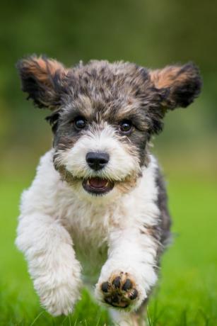 Szczeniak Cavachon biegnący w kierunku kamery