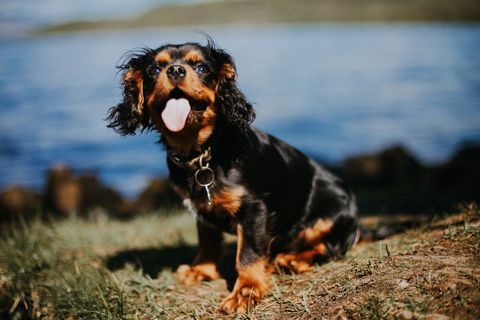 Cavalier King Charles Spaniel szczeniak nad jeziorem