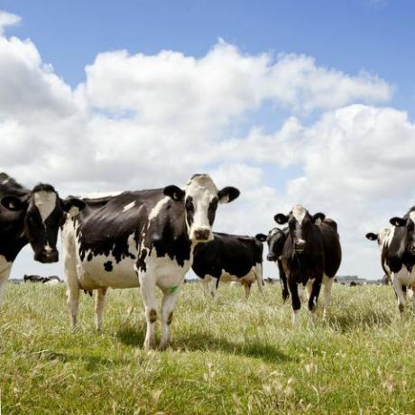 krowy stojące w polu, portret
