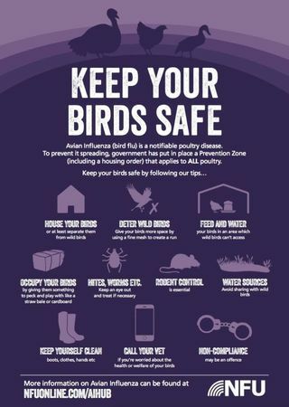 Jak chronić drób przed ptasią grypą w tym roku