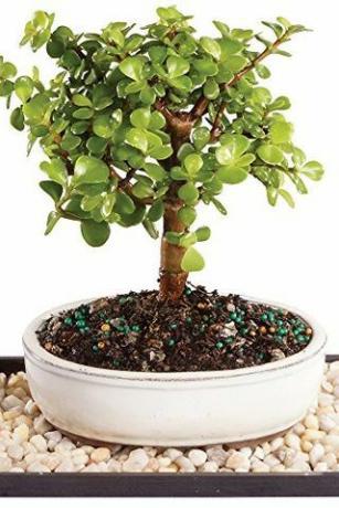 Jadeitowa roślina Bonsai