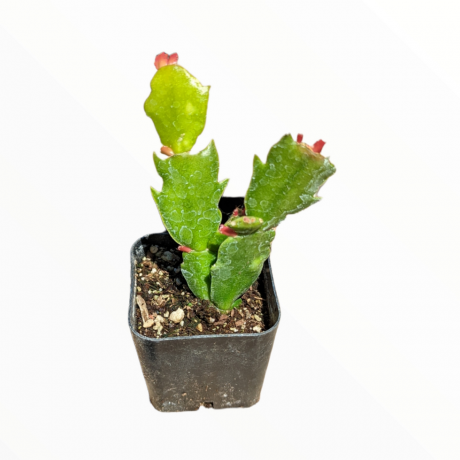 Schlumbergera truncata Kaktus Dziękczynienia