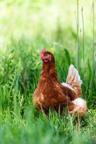 żywność rzemieślnicy sadownicza hodowla jaja organiczne