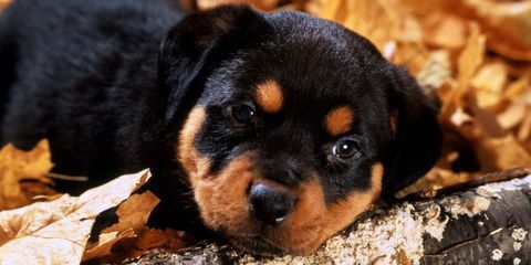 szczeniak rottweiler