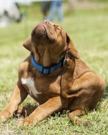 szczeniak dogue de bordeaux, atak pcheł