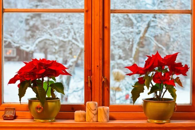 norweskie tradycje świąteczne dwie poinsecje i świeczniki w kuchni z widokiem na okno na ogród i drzewa ze śniegiem
