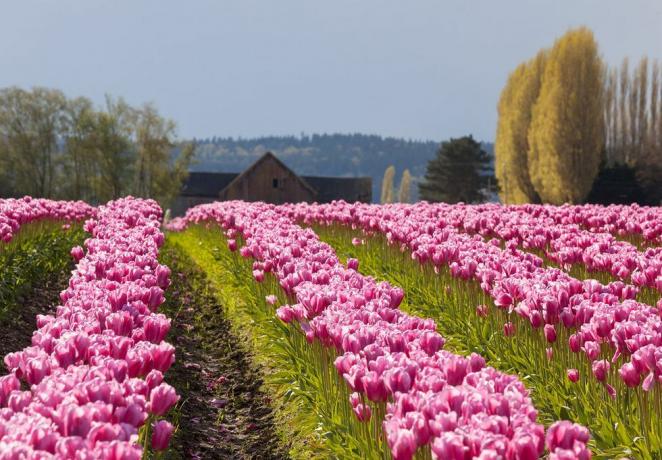 wiosenne festiwale tulipanów