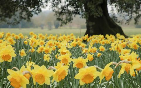 Zamyka up daffodils rw ogródzie przy Wimpole nieruchomością, Cambridgeshire. © National Trust Images Justin Minns