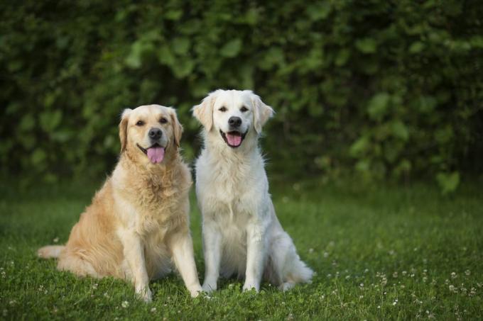 dwa golden retrievery siedzą bardzo zadowolone