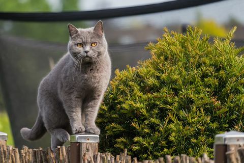 ładny kot brytyjski krótkowłosy stojący na słupku ogrodzenia ogrodu