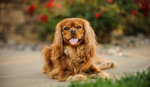 portret cavalier king charles spaniel wystaje język