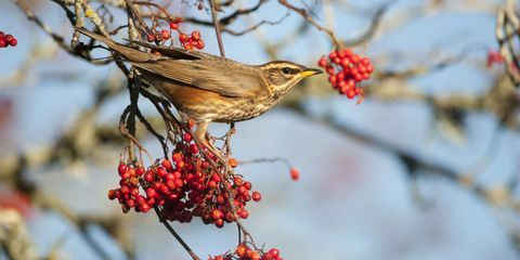 Redwing na gałęzi z jagodami