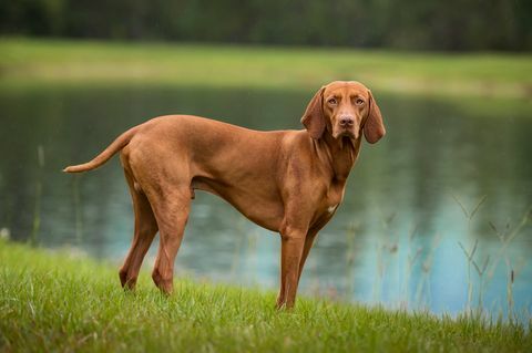 muskularna vizsla stoi na brzegu jeziora