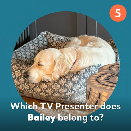 quiz o psie bailey