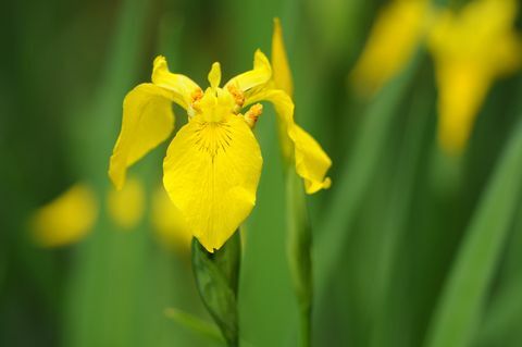 Żółta tęczówka (Iris pseudacorus)