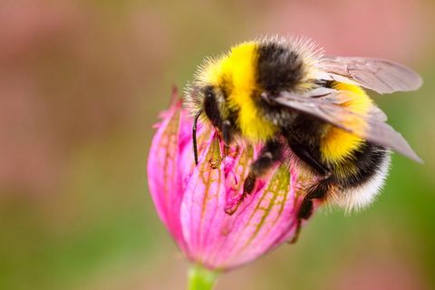 Zamyka up pszczoła na menchia kwiacie