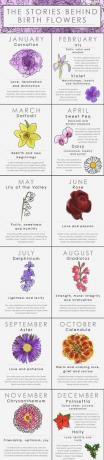 Co mówi twój kwiatek o twojej osobowości