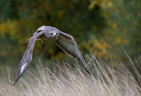 Myszołów zwyczajny (buteo buteo) w locie, Wielka Brytania