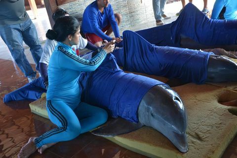 Ratowanie delfinów Irma