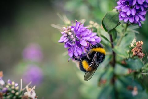 Pszczoła na purpurowy kwiat