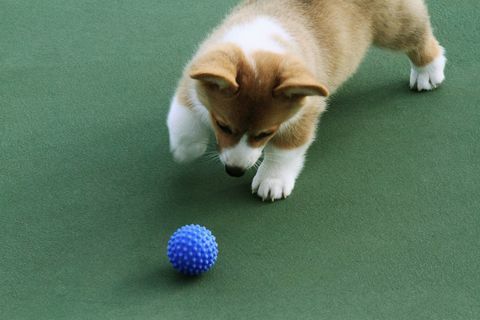 Nowe badania pokazują, że psy lepiej ścigają piłki w kolorze niebieskim niż czerwone lub zielone