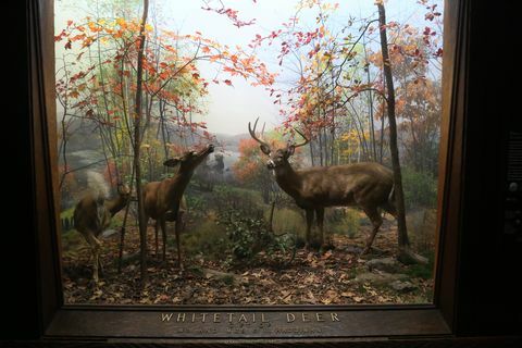 Wystawa białych jeleni w amerykańskim muzeum historii naturalnej