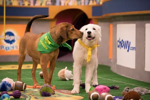 Barry, z lewej i Olympia, z prawej, czuć się w Puppy Bowl.