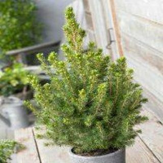 Picea glauca Conica - świerk karłowaty alberta