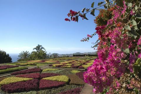 Ogród Botaniczny, Funchal, Madera