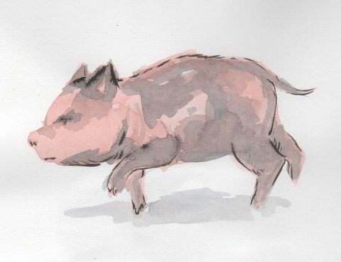 malowanie świń
