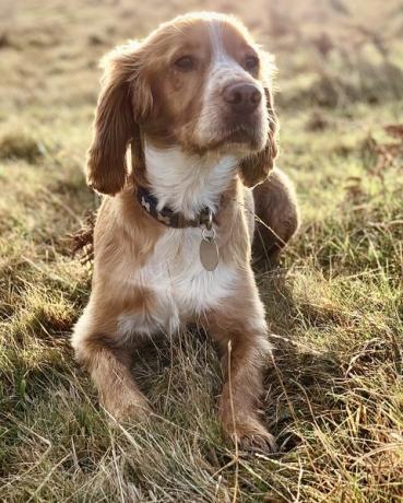 spaniel w trawie