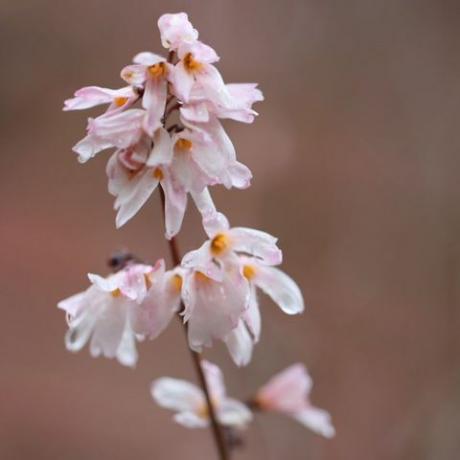wiosenne kwiaty – biała forsycja