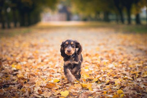 Cocker spaniel szczeniak biegnie przez jesiennych liści