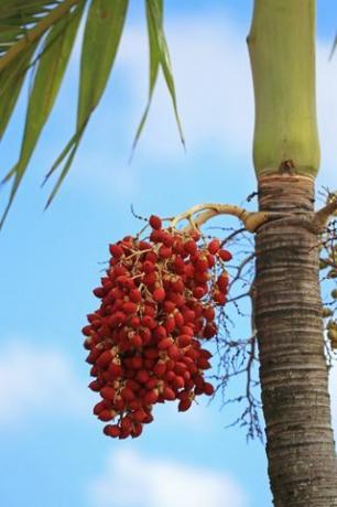 owoce palmowe