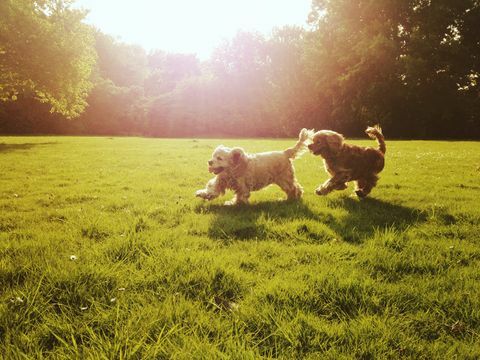 Para Cocker spaniel jest prześladowanym bawić się plenerowego