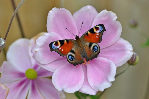 Peacock_Andrew Cooper, Butterfly Conservation