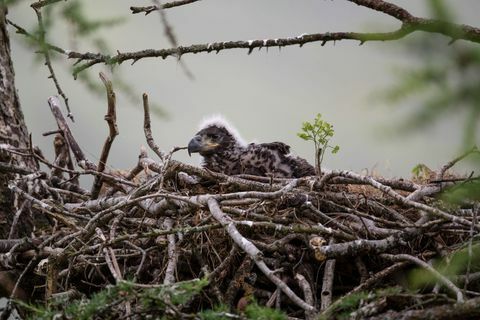 White-Tailed Eagles Monitored Ahead Of Reintroduction Project