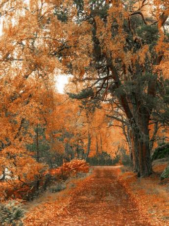 leśne spacery nad jeziorem eilein jesienią