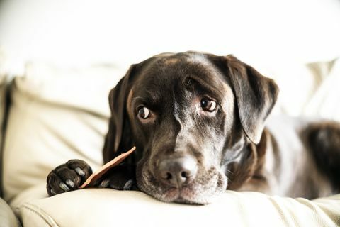 Czekoladowy Labrador siedział na kanapie z poczęstunkiem