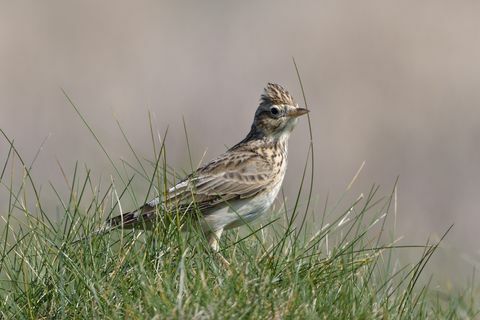 skowronek alauda arvensis żerujący w przybrzeżnych łąkach, trevose head, cornwall