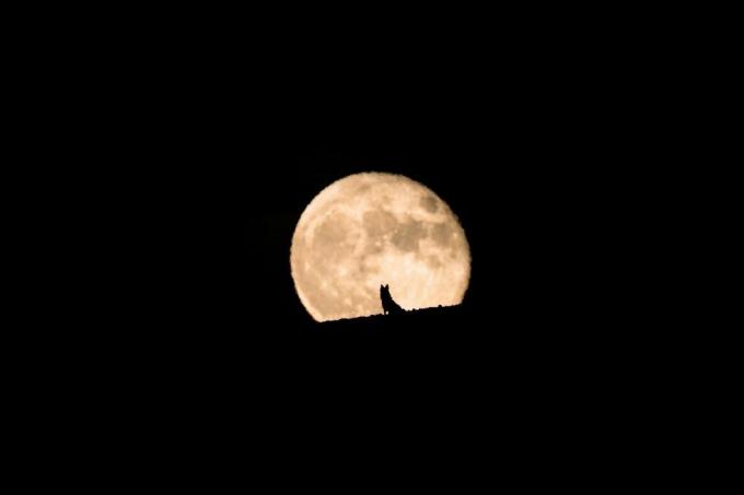 sylwetka wilczego psa obserwującego wschód księżyca w pełni, pełnię księżyca i sylwetkę, fotografia zwierząt domowych, halloween