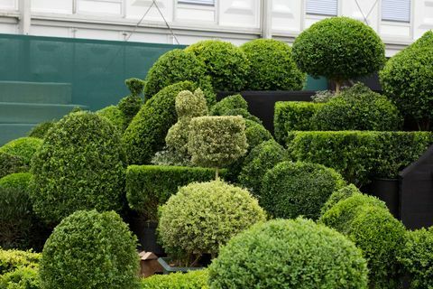 wystawa topiary w wielkim pawilonie rhs chelsea flower show 2012