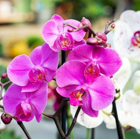 piękny fioletowy kwiat orchidei Phalaenopsis