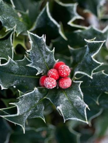 boże narodzenie kolory historia holly jagody