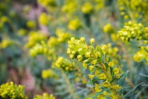 Euphorbia characias "Wulfenii" kwiat