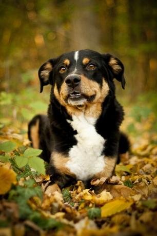 appenzeller sennenhund - najlepsze psy stróżujące