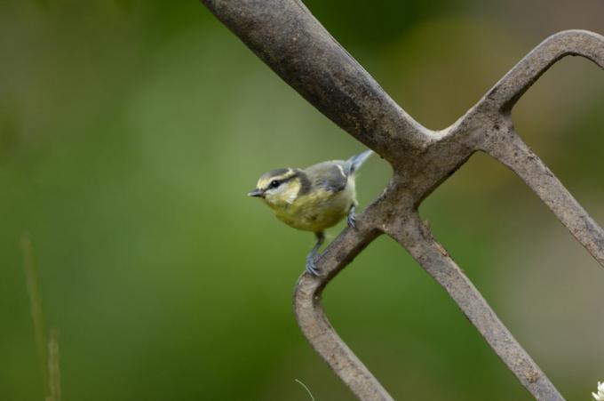 Modraszka parus caeruleus, młoda, siedząca na widłach ogrodowych w lipcu