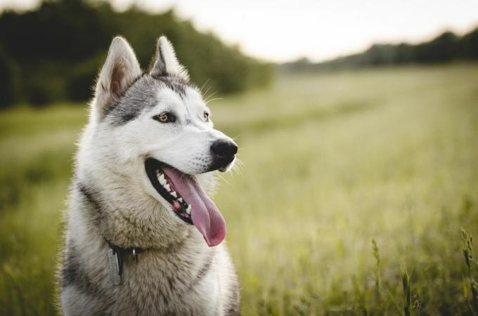 huskie na zewnątrz w polu